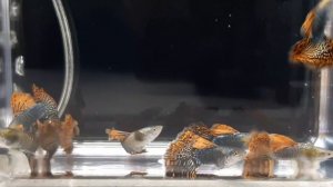 Гуппи Красный Дракон   г.Самара    skozev78@gmail.com