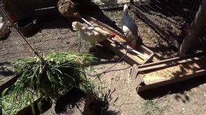 ПЛОТНИК СДЕЛАЛ СВОЕ ДЕЛО? МЕДВЕДКИ ?ВСЕ ТАКИ ПОПАДАЮТСЯ