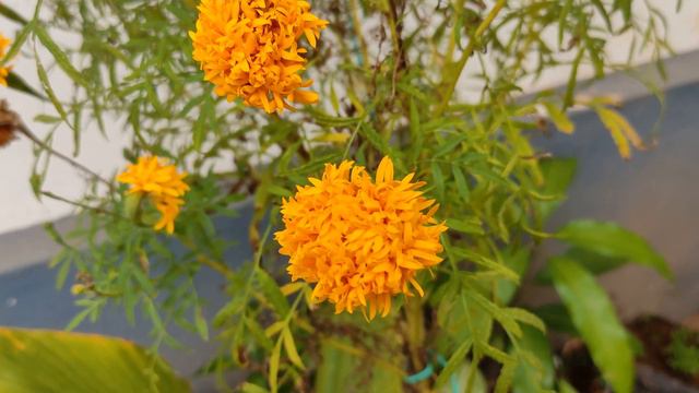 Verity flowers Kerala collation 2021 india world collection смотреть онлайн