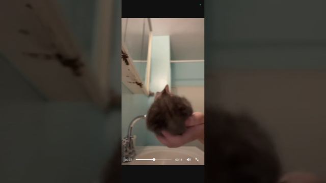 cat tyla dance