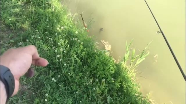 Подбираем тактику ловли под африкаанского сома смотреть онлайн