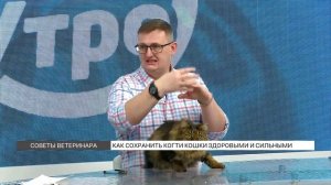 Как правильно стричь когти животным? Разбираем на примере кошки