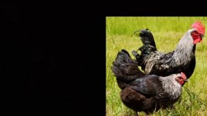 порода кур Маран.