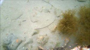 Плавучий краб.