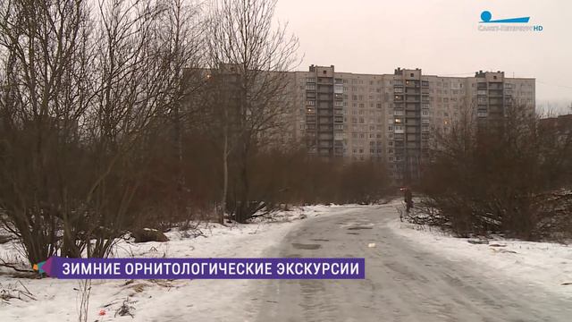 Удивительный мир пернатых: орнитологические экскурсии в Ржевском лесопарке смотреть онлайн