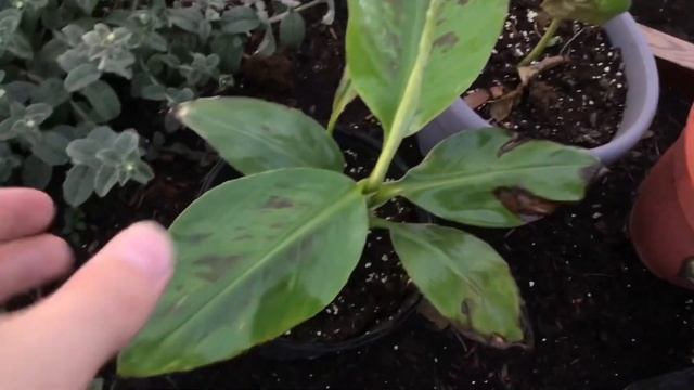 Blue Java, Kokopo and Dwarf Cavendish banana Update смотреть онлайн