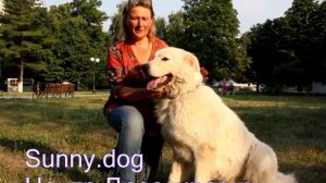 Видео отзыв - Наталья и маремма абруцкая овчарка