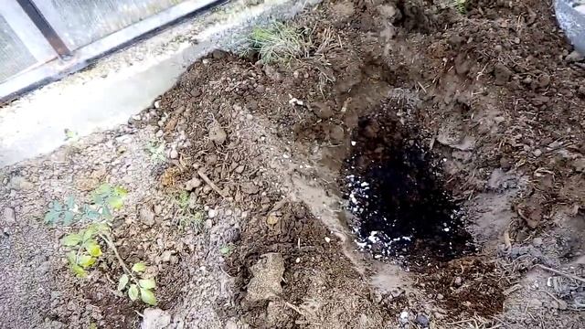 Высаживаем рассаду ягоды санберри в теплицу из поликарбоната смотреть онлайн