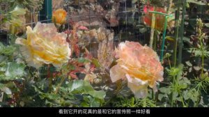 67 地栽两个月的《La Park》玫瑰开花啦 Bare root La Park Rose planted two month ago is now blooming