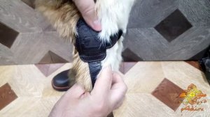 Монгольские сапоги женские двусторонняя собака