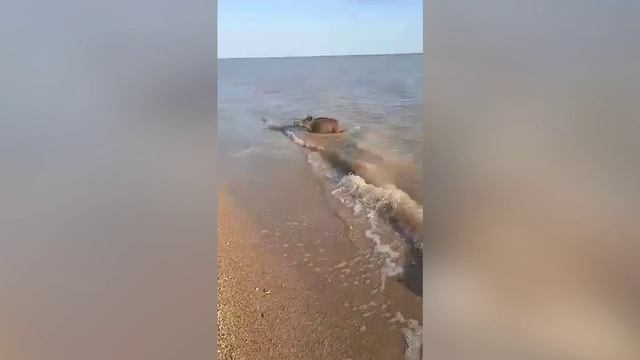 Необычного обитателя Азовского моря сняли на видео