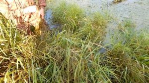 Ловля Щуки на Спиннинг в Августе. Супер Клев! Оторвались по Щуке!