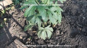 Дельфиниум. Уход перед цветением, чтобы дельфиниумы хорошо цвели