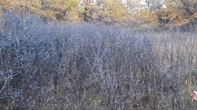 Нашли Тёрн в лесу смотреть онлайн