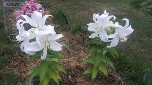 Oriental lilies blooming