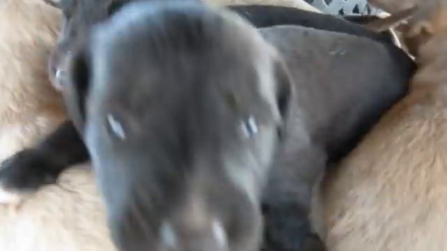 Казахская борзая тазы щенки . смотреть онлайн