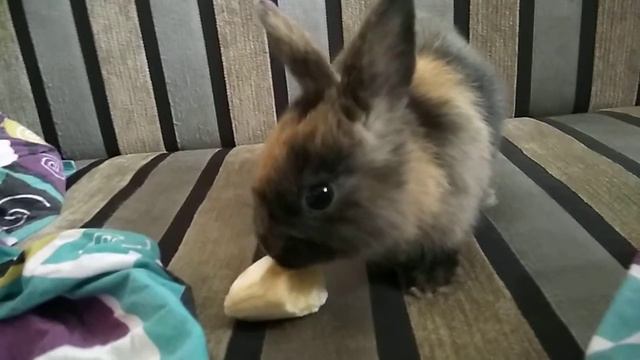 Кролик кушает банан)))) смотреть онлайн