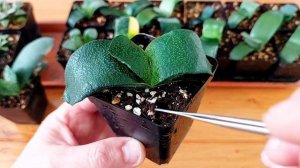Супер грунт для выращивания хавортий и гастерий приготовленный своими руками.