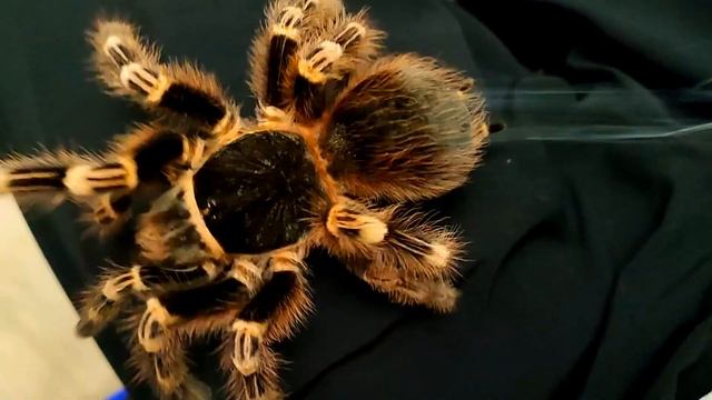 Гигантский Паук Птицеед плетет паутину смотреть онлайн