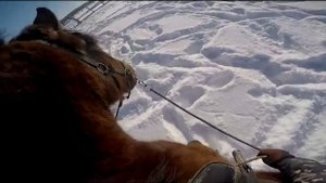 Башкирская порода лошадей "Заездка. Шаг первый"