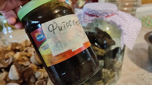 Трутовик ложный. Готовлю триходерму. смотреть онлайн