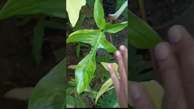 philodendron florida beauty, mature leaves