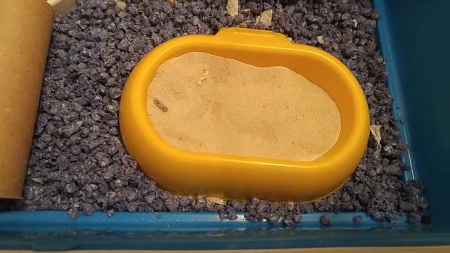 РУМ ТУР по клетке моего хомяка Мики все что находится в клетке хомяка смотреть онлайн