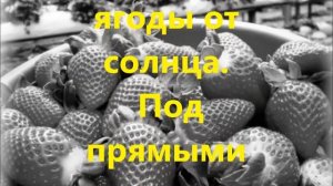 Как получить большой урожай клубники (земляники)