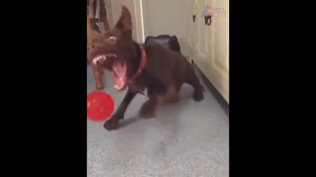 Смешные собаки. Приколы с собаками. Смотреть CUBE. смотреть онлайн