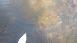 бумажный кораблик. пускаем по ручью