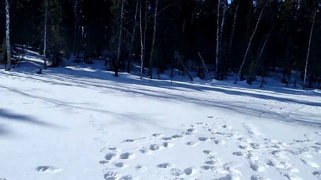 поздняя весна ,медведи вышли с берлоги смотреть онлайн