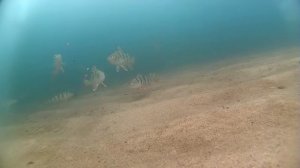 Зимняя рыбалка под льдом на Байкале, Залив Провал 21.12.14 /Lake Baikal-Video Fishing under the ice