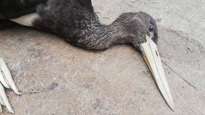 Черный журавль