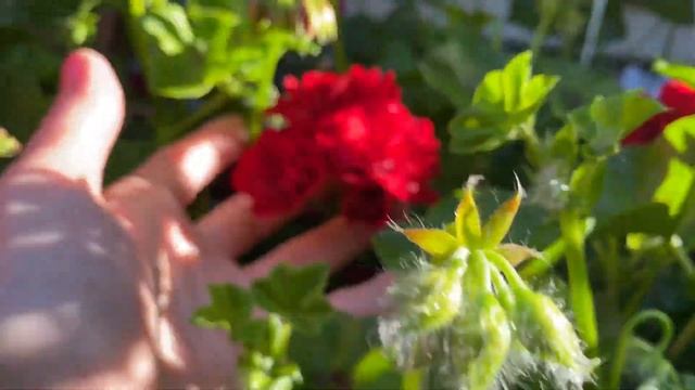 Пеларгонии Плющелистные! Секрет Выращивания сотен бутонов! Pelargonium London.