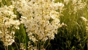 Лабазник шестилепестковый. Простуда, иммунитет, гипертония, болезни суставов-все под силу.