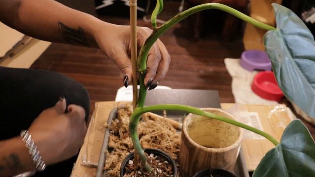 Plant Chores Fall Prep. Philodendron, Scindapsus & Pothos Oh My! смотреть онлайн