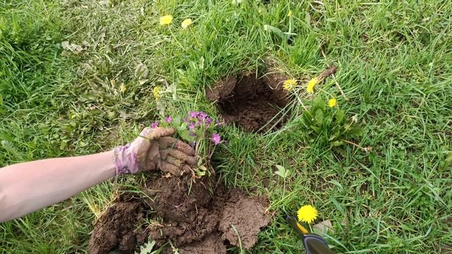 Как правильно выкопать с огорода цветы дачи и отвезти пересадить дома в квартире горшки комнатные смотреть онлайн