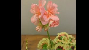 216. Warrenorth Platinum (2013~2015)   워레노스 플래티넘Pelargonium