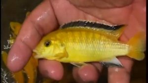 Какие виды африканских цихлид озера Малави из семейства Cichlidae содержат в домашнем аквариуме ?