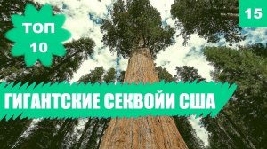 ? Самые ВЫСОКИЕ и БОЛЬШИЕ ДЕРЕВЬЯ в мире [ТОП 10]