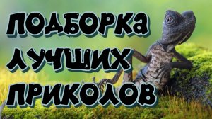 лучшие приколы #44 / приколы тик ток / нарезка приколов