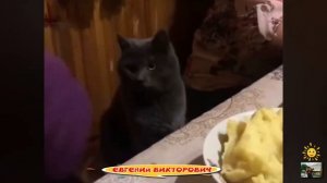 Смешные приколы с животными 6 августа 2023 года