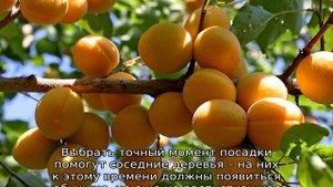 Абрикос Лель