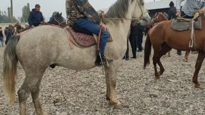 Базар-коргон, мал базары, жылкы бааларын көрүңүз 27, 09, 2020ж....