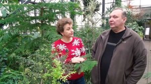 Комнатная ель  Как выращивать араукарию