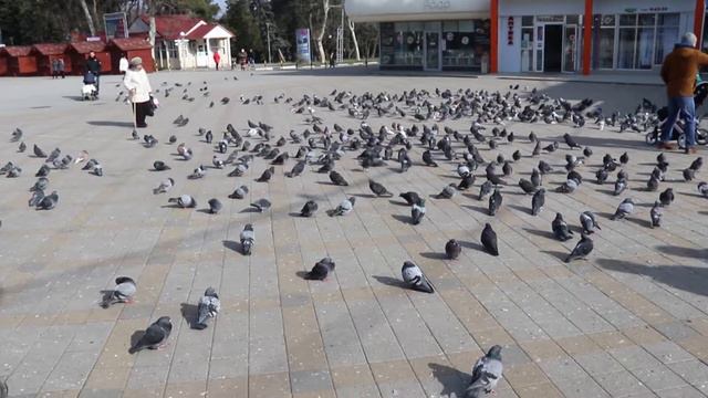 В Анапе голубей отпугивают криками хищных птиц смотреть онлайн