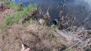 А мы все ловим без остановки крупного карася на удочку. Крупный карась балует в этом году.