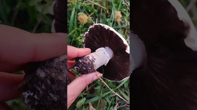 Шампиньон обыкновенный (Agaricus campestris)