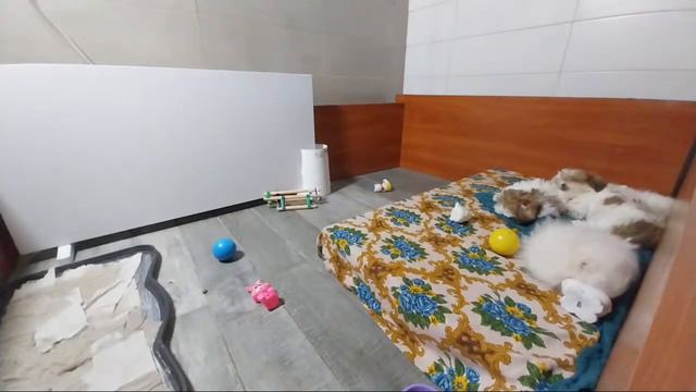 Игры на пушистой поляне _8 Щпиц Померанский И Ши-Тцу Играют Вместе.19 02 2023 смотреть онлайн