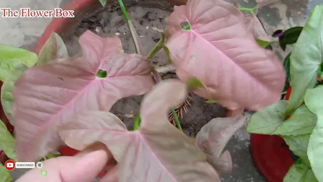 singhonium plant varieties with care syngonium collection Best colourful house plant #TheFlowerBox